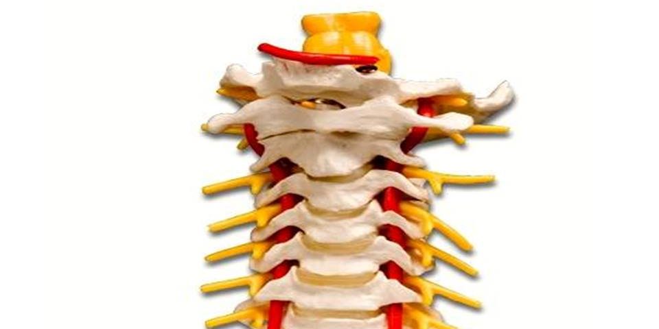 Columna Vertebral Cervicales Genealog A Reiki Monterrey